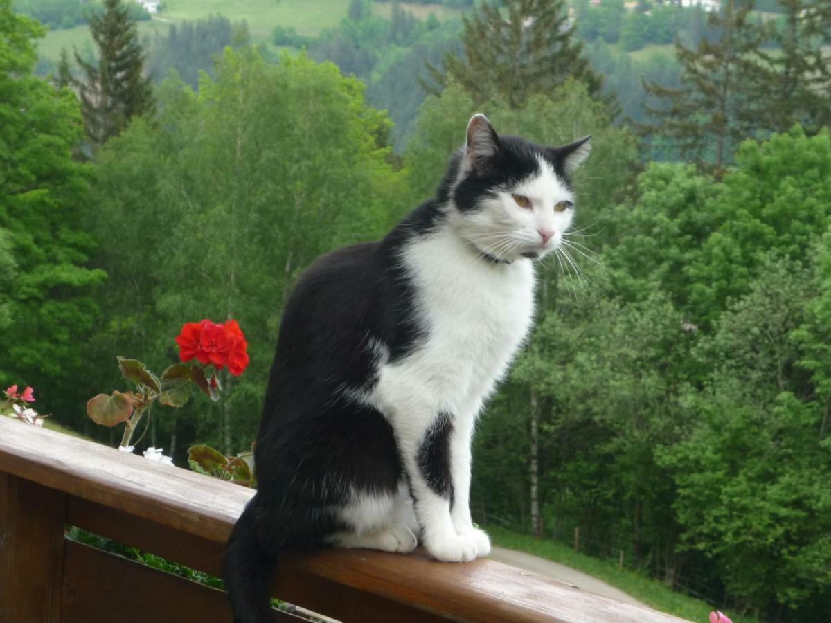 Laxhube Villa Gmünd Kültér fotó